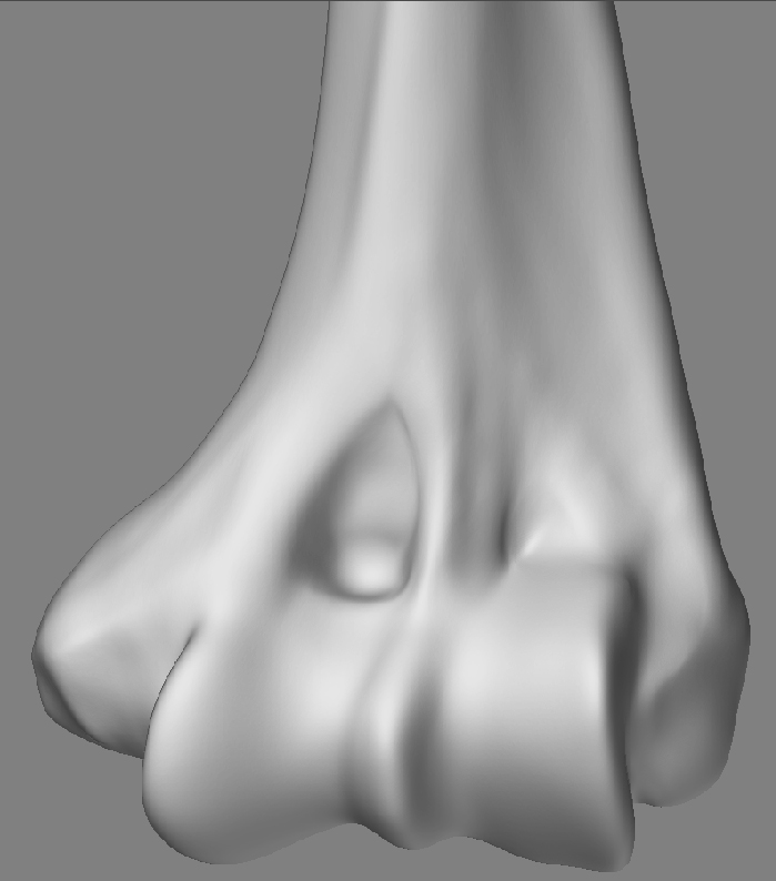 HumerusFront_01.jpg