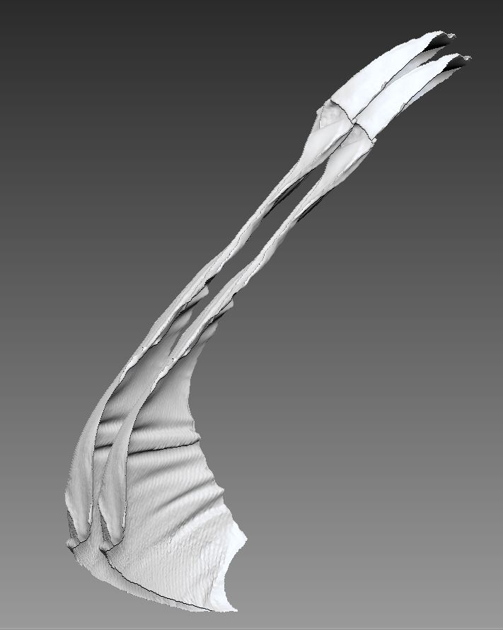 shell in zbrush