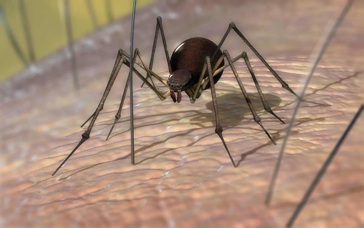 spider.jpg