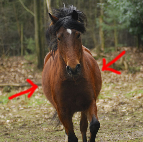 horse.jpg