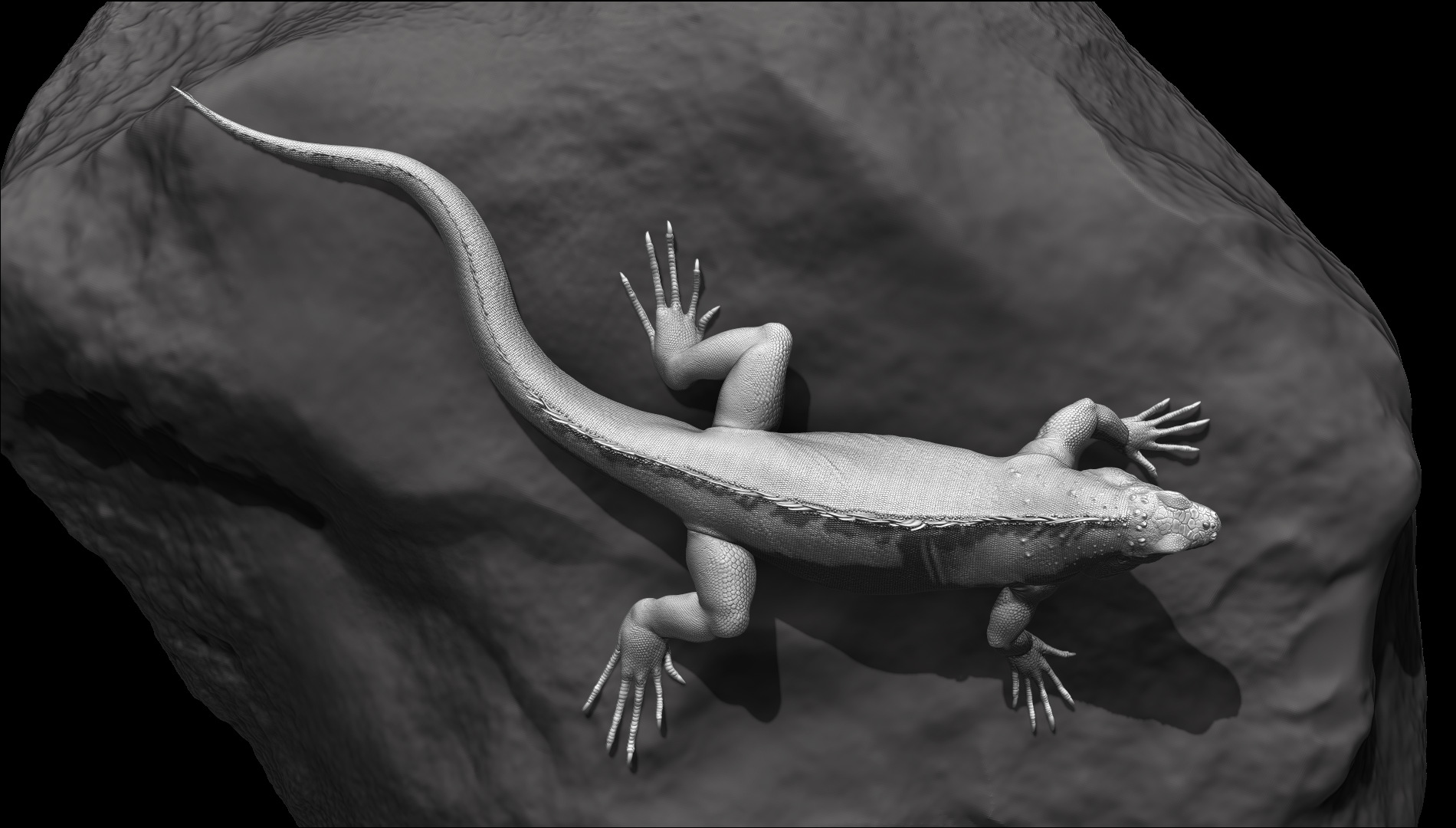 Iguana_002.jpg
