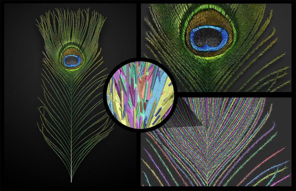 peacock feather.jpg