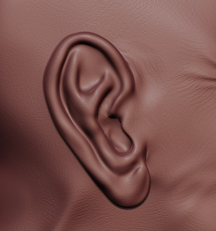 ear.jpg