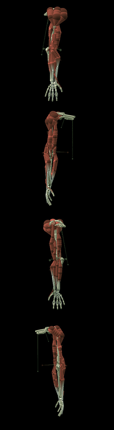arms.jpg