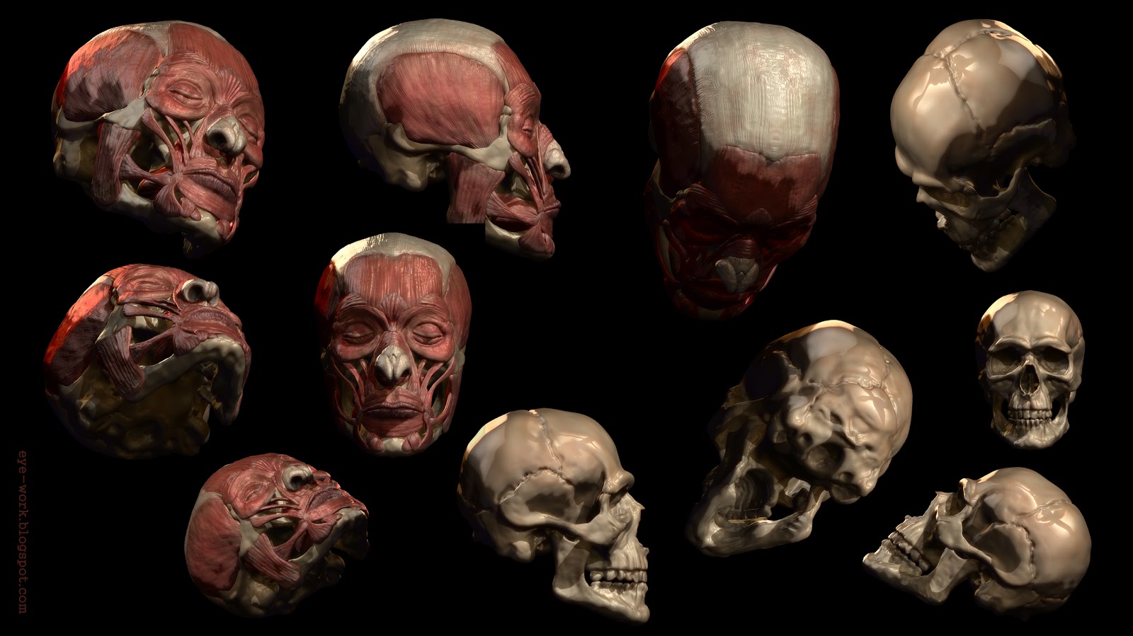 face_muscles_compilation_f.jpg