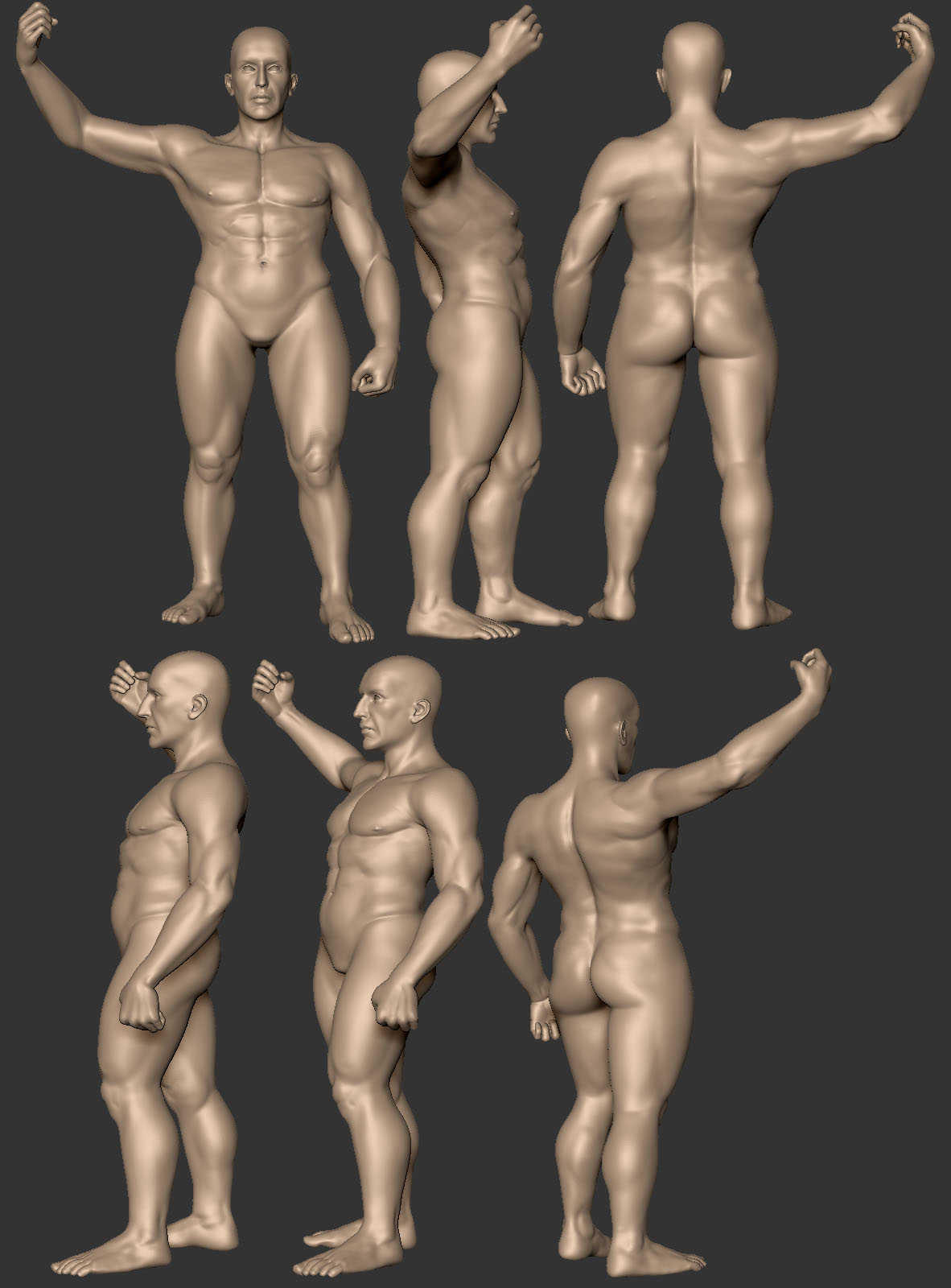 Dwarf anatomy.jpg