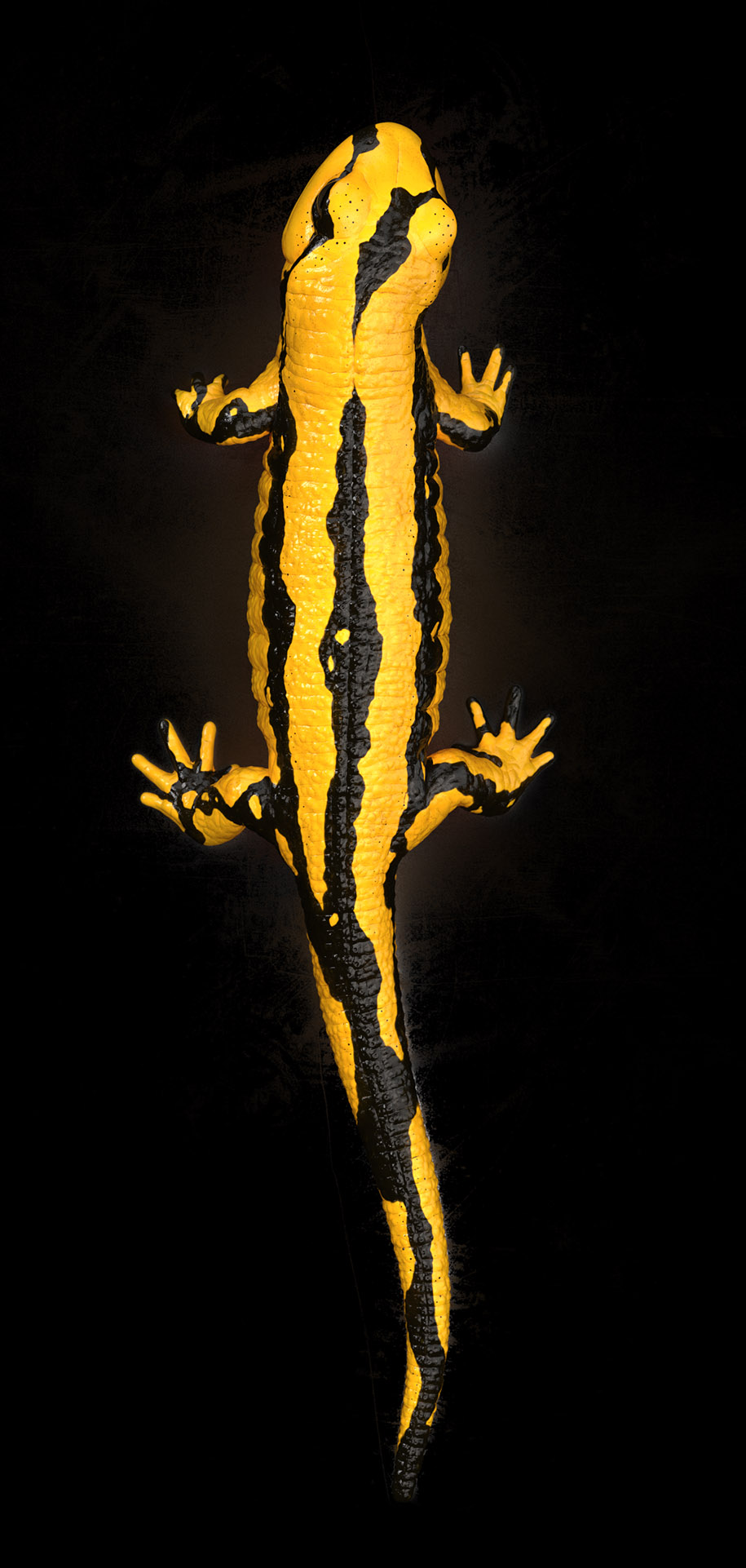 Salamandra_02.310.jpg