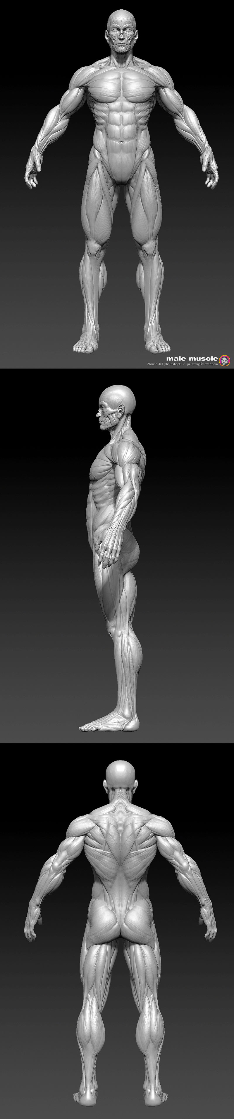 muscle_body_height_painzang11.jpg