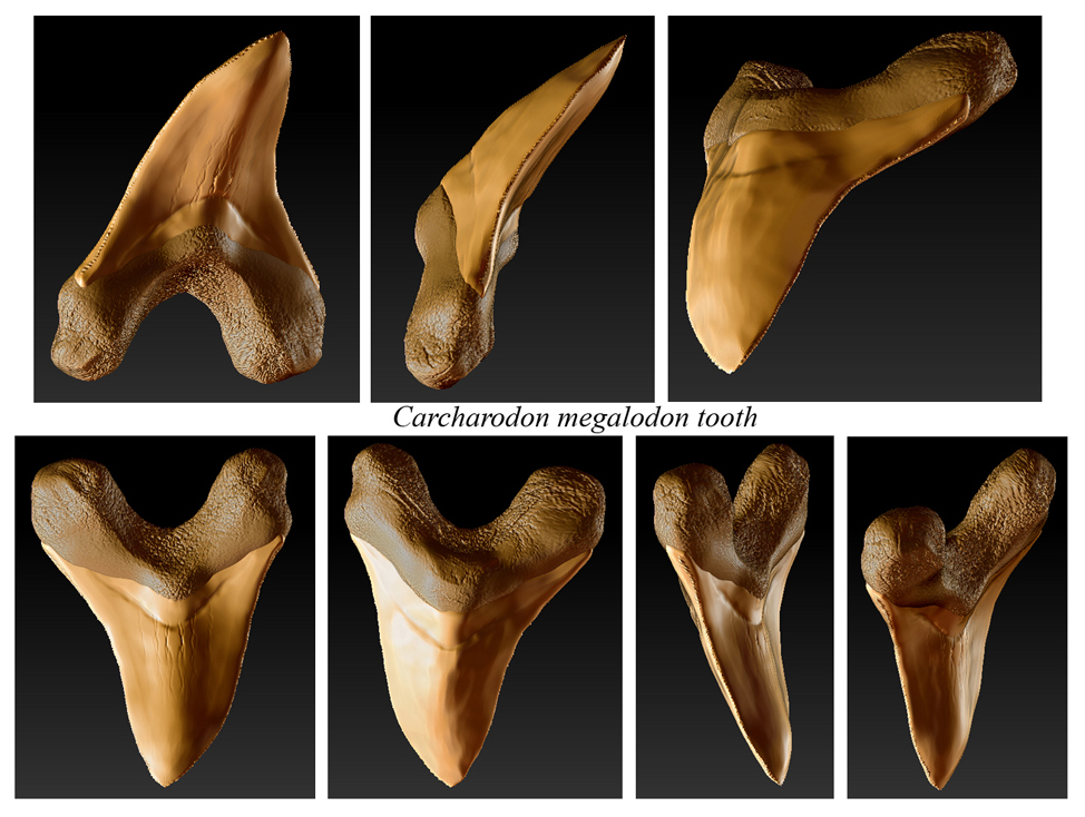 Carcharodon megalodon tooth 02sml.jpg