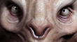 ZBCThumb1.jpg