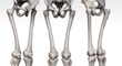 Skeletonthumblegs.jpg