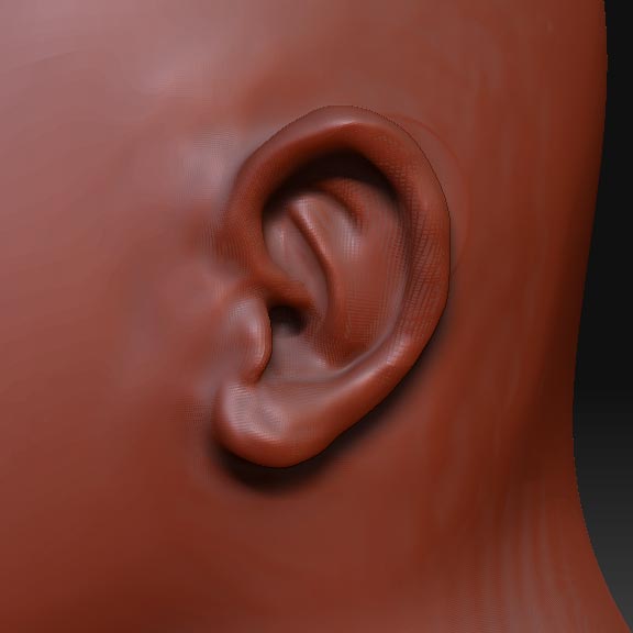 ear.jpg