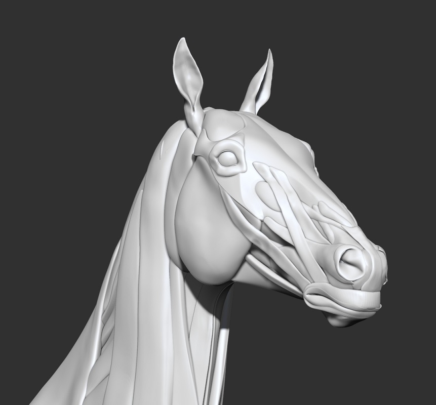horse_ecorche03.jpg