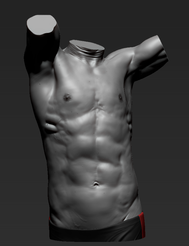 torso anatomy study z2.PNG