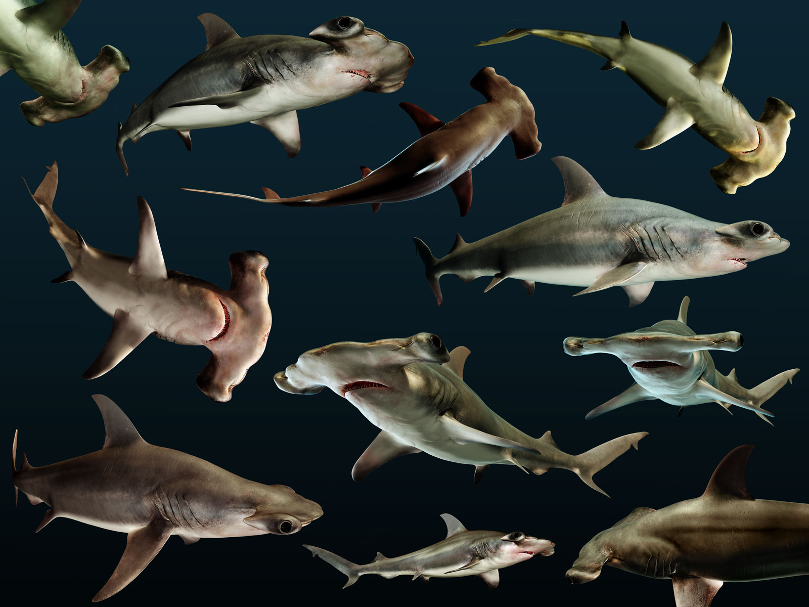 [Rander]-HammerHead-Shark---Sphyrna-mokarran.jpg