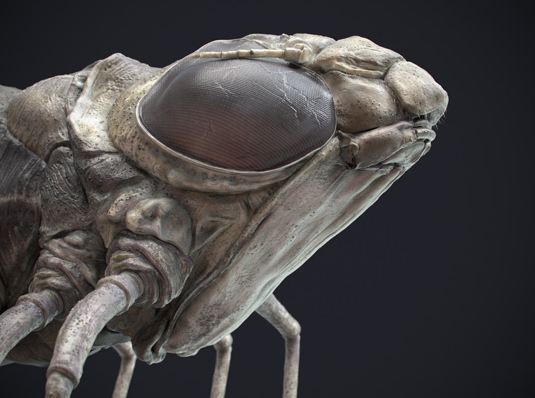 dschultz_dragonfly_naiad_v2_02.jpg