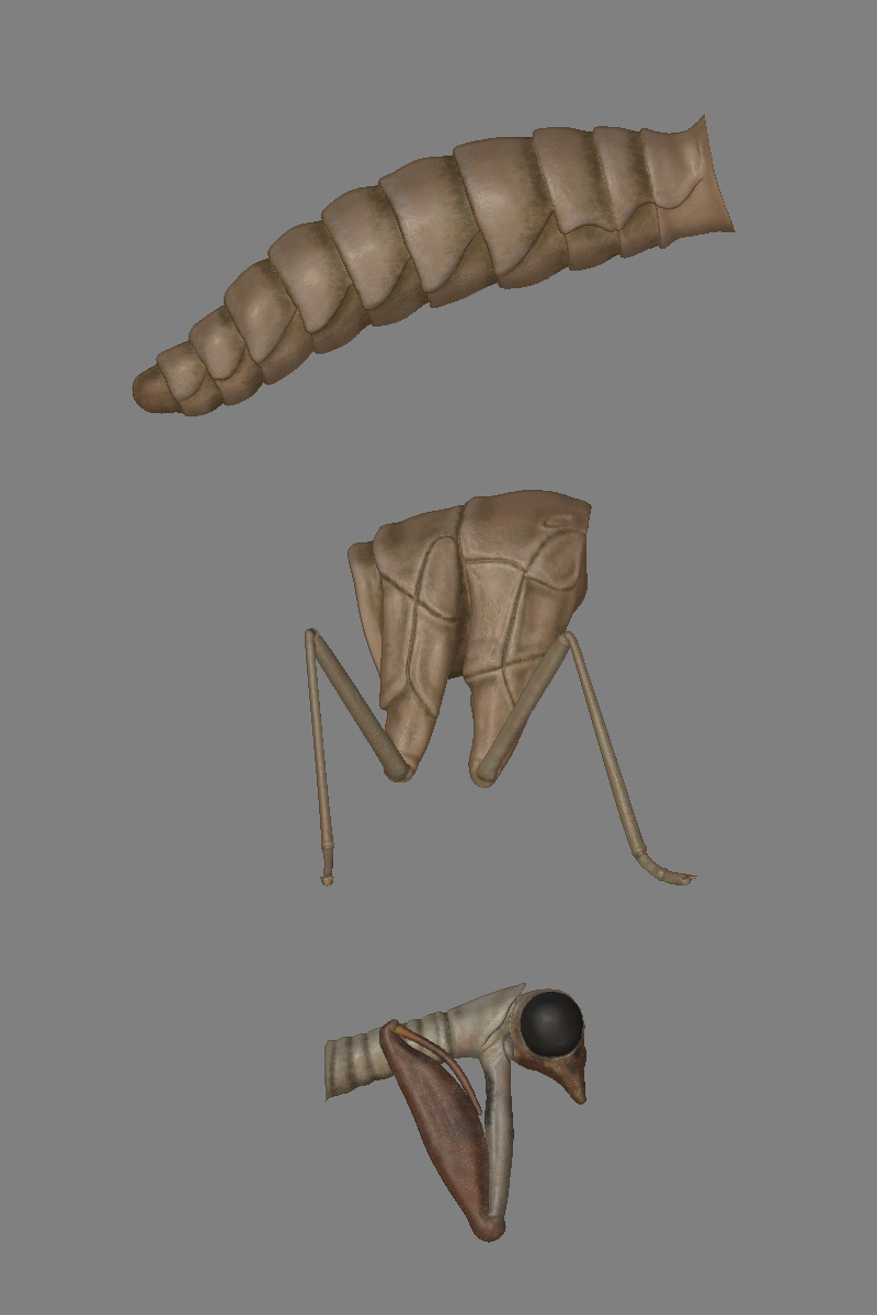 mantispaTut2.jpg