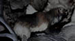 ELK FUR 59.jpg