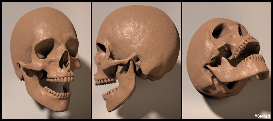 SkullViews.jpg