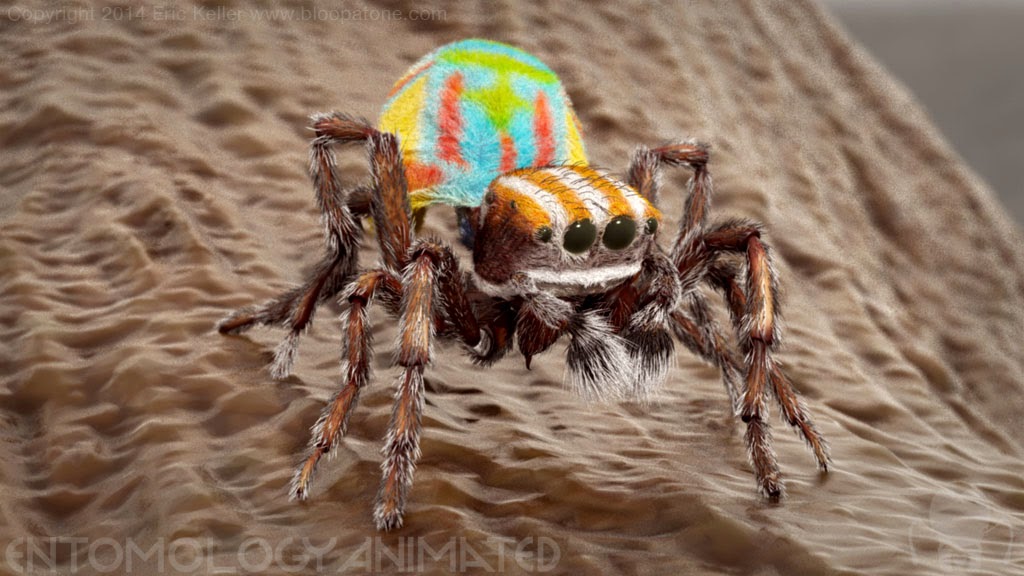 peacockSpider_test_render03.jpg