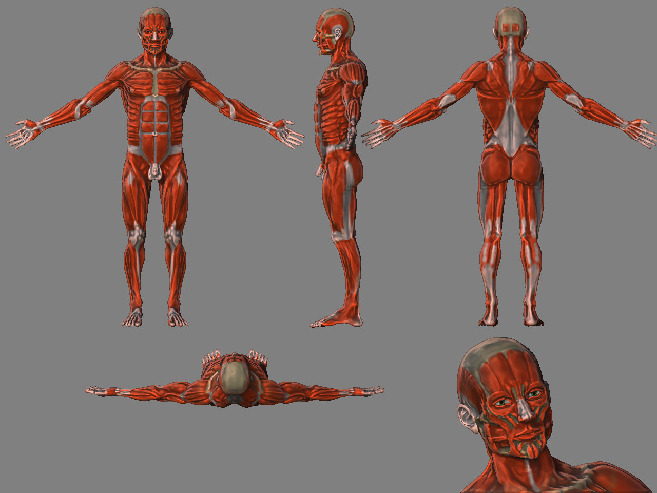 musclecolortest.jpg