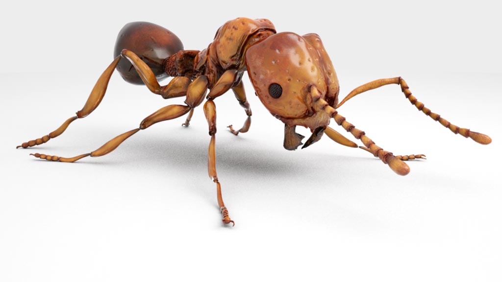 solenopsisInvicta_wip_01.jpg