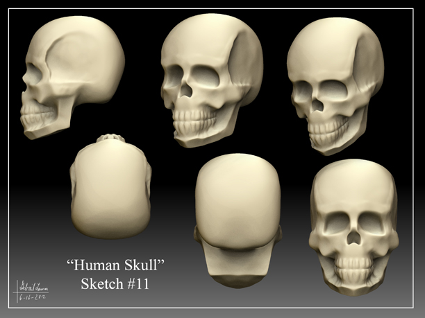 Human_Skull_Sketch_11.jpg
