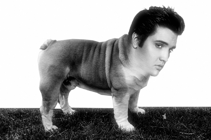 1191000013english_bulldog.jpg