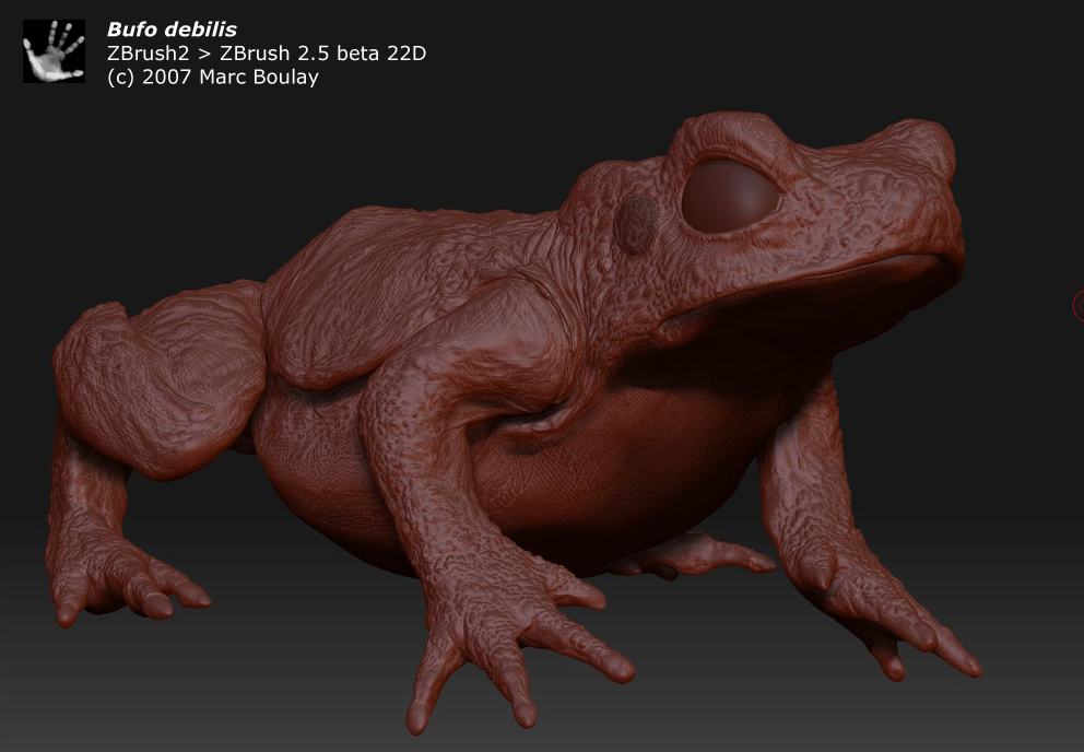 bufo_debilis_01a.jpg
