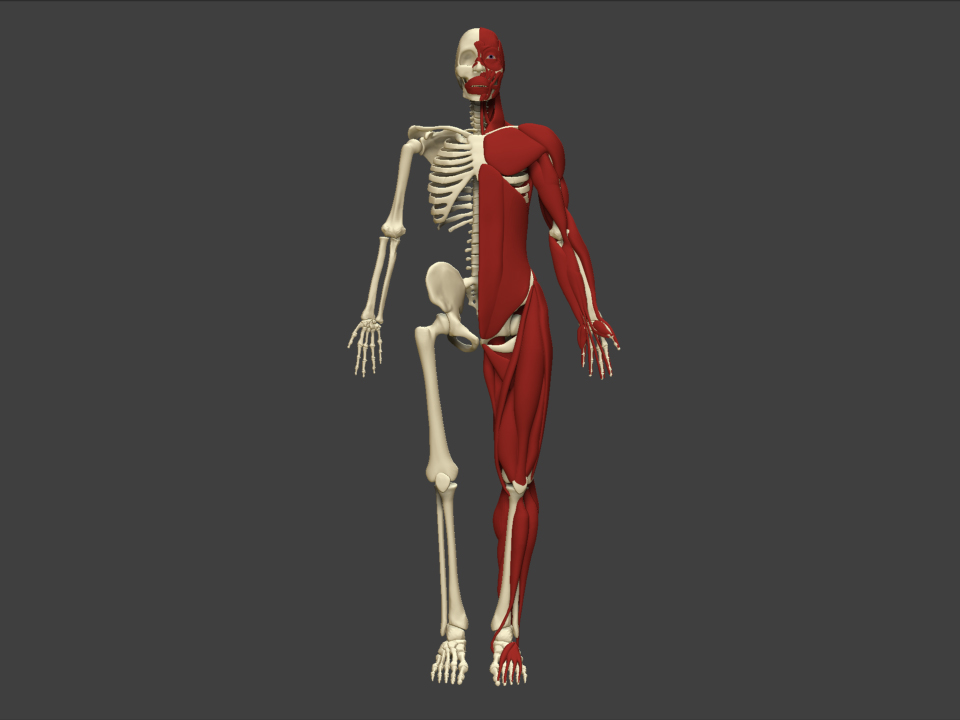 Muscles Front.jpg