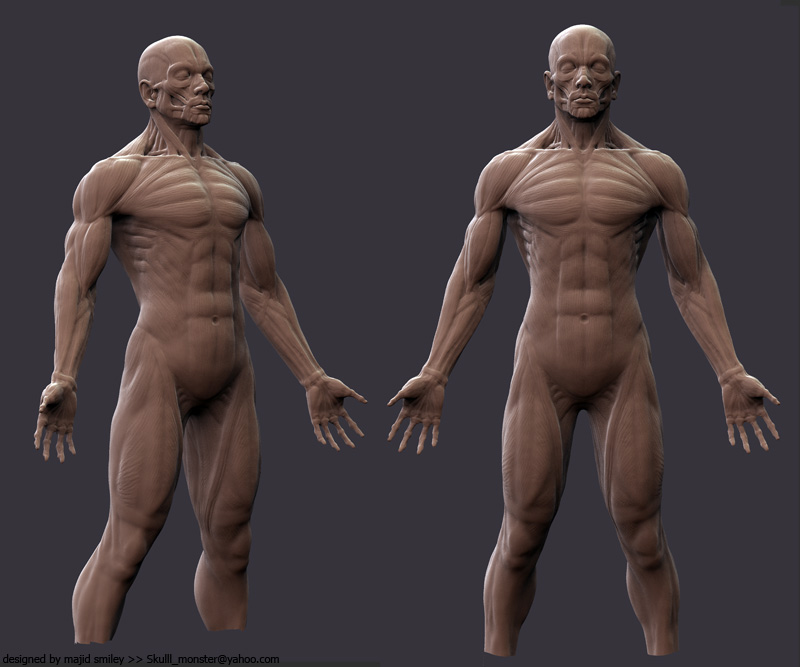 AnatWip02B.jpg