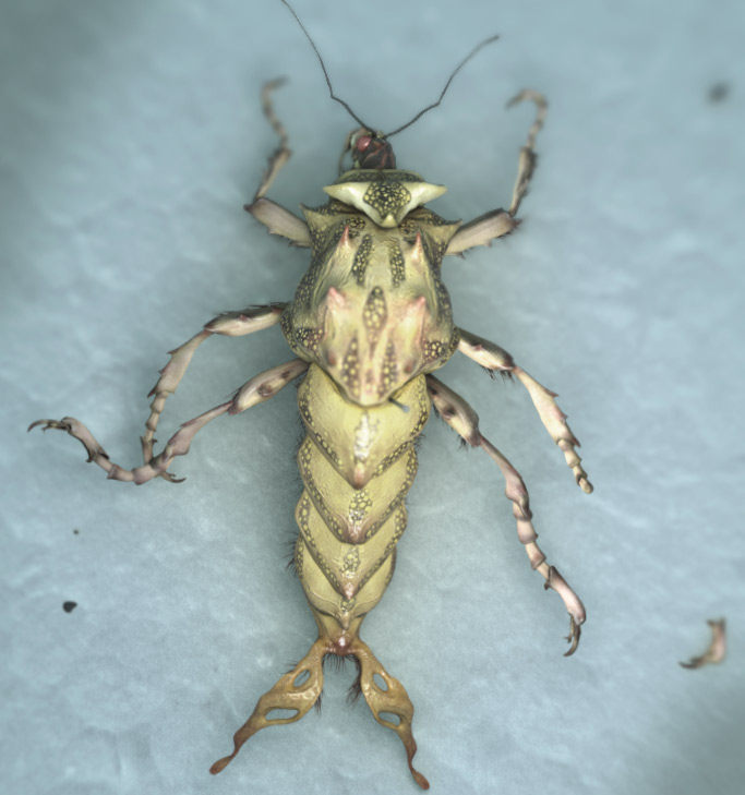 IMG009156_strangeInsect.jpg
