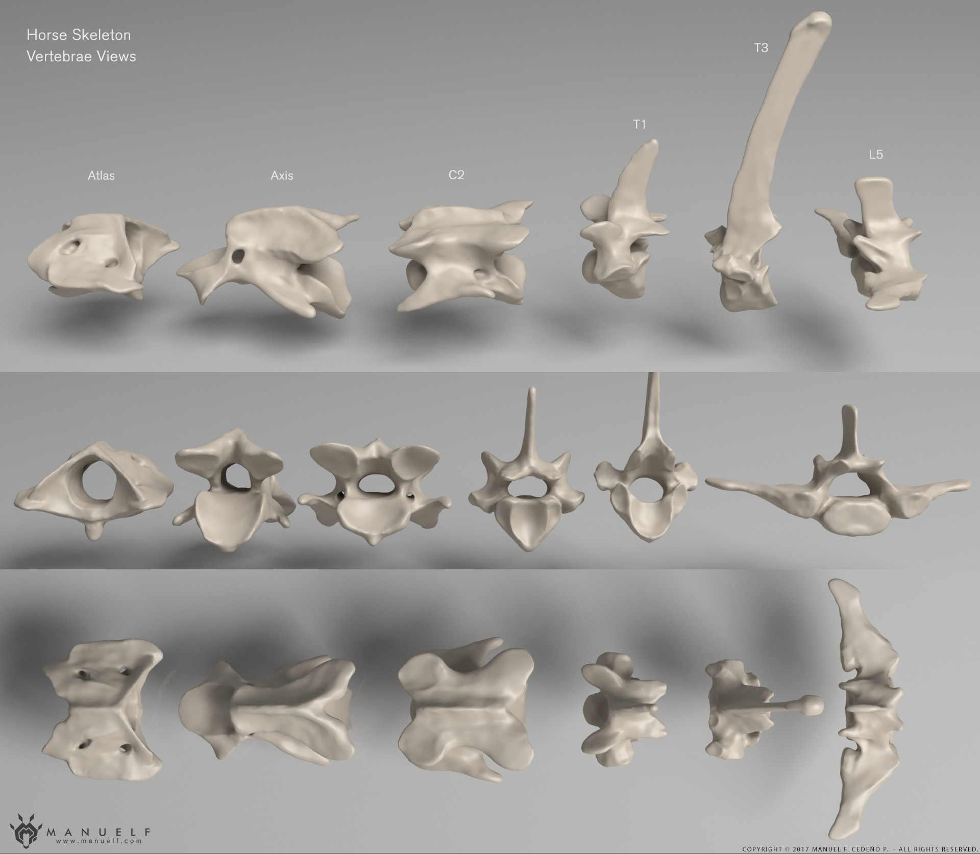 manuelf3d_Horse_Skeleton_3d_VertebraeDetails.jpg