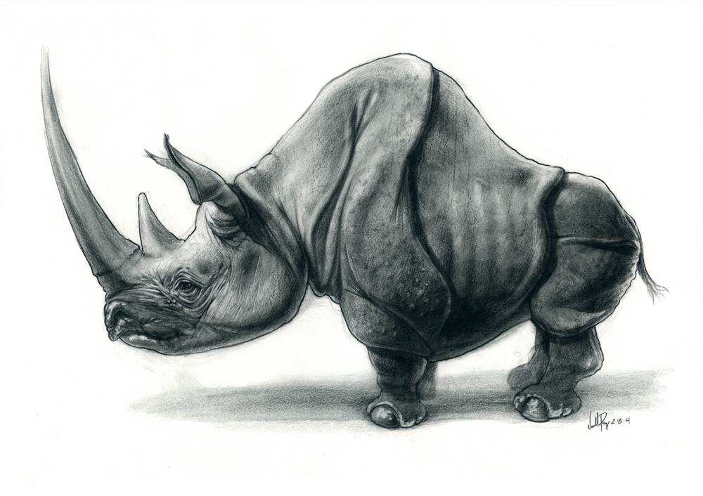 rhino+1.jpg