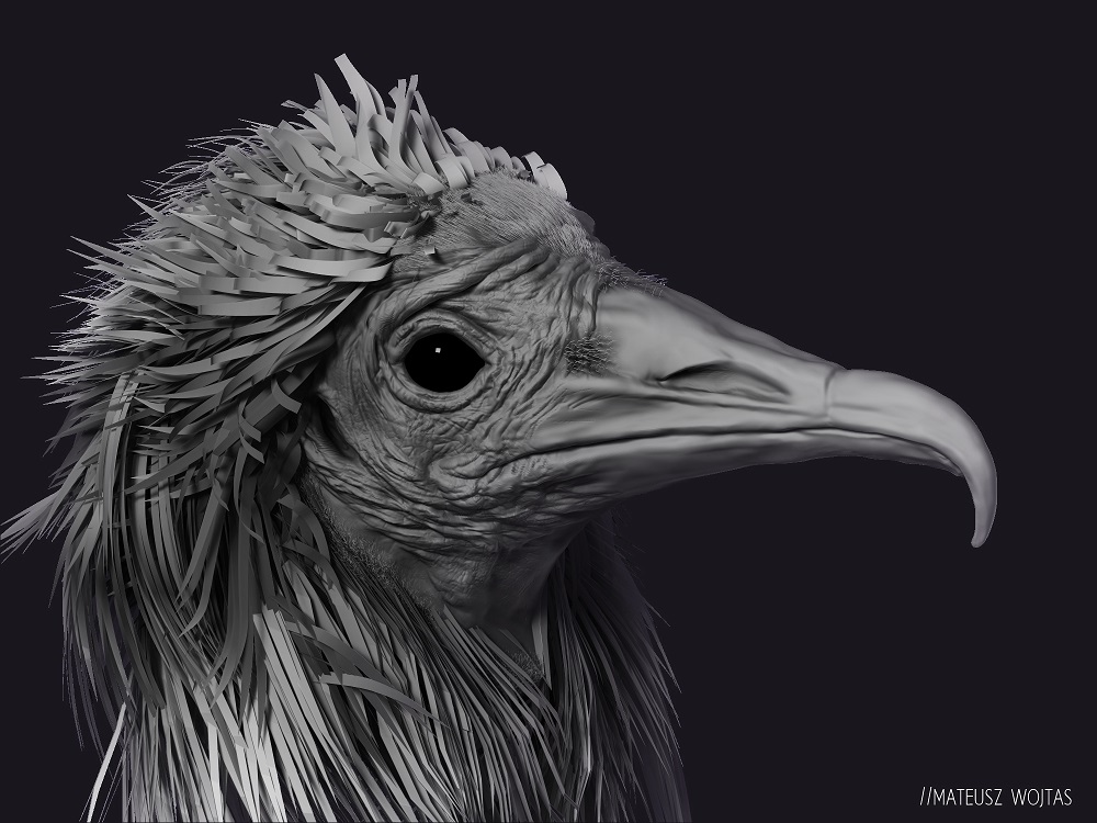 EGYPTIAN VULTURE.JPG