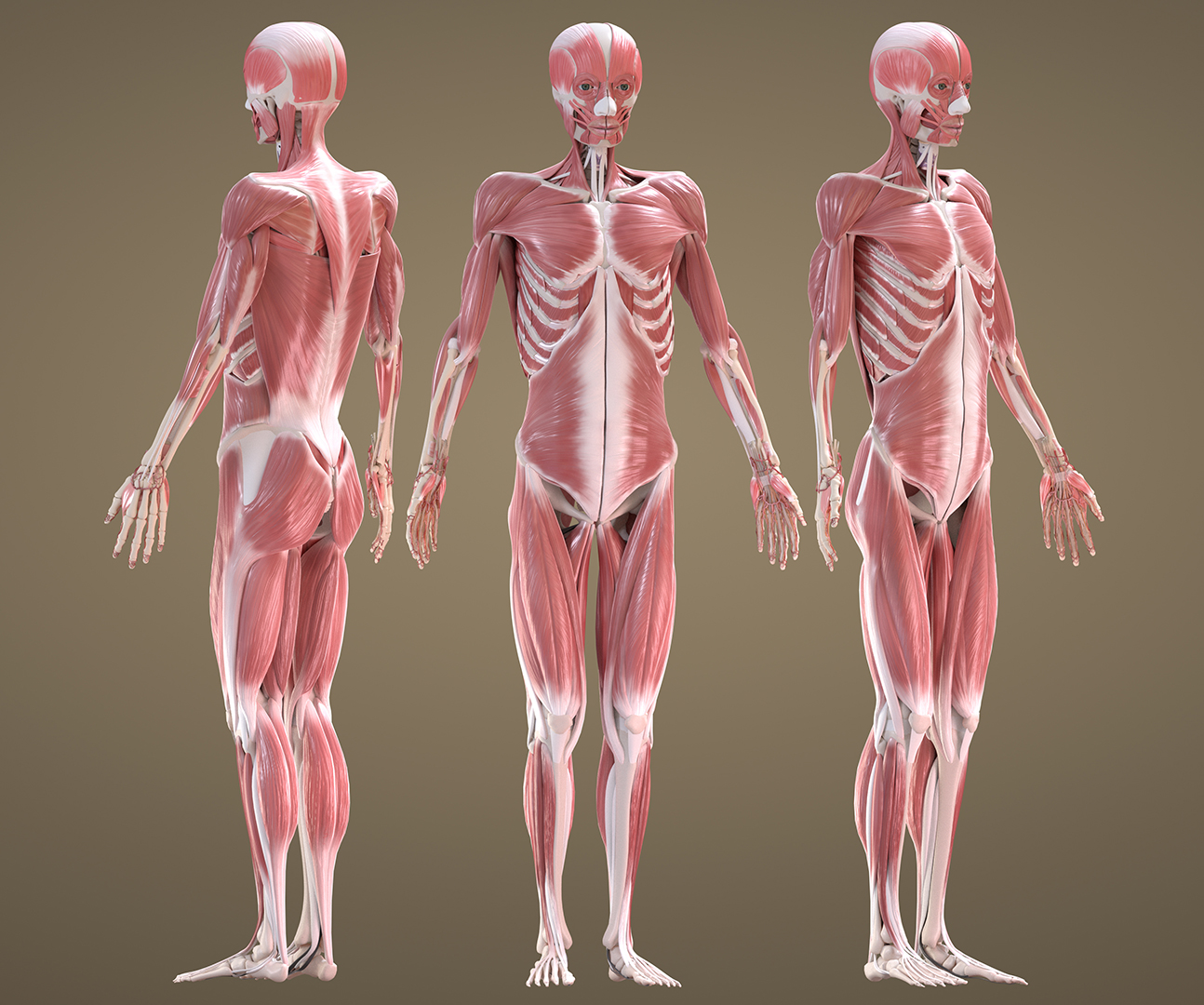 anatomy muscles.jpg