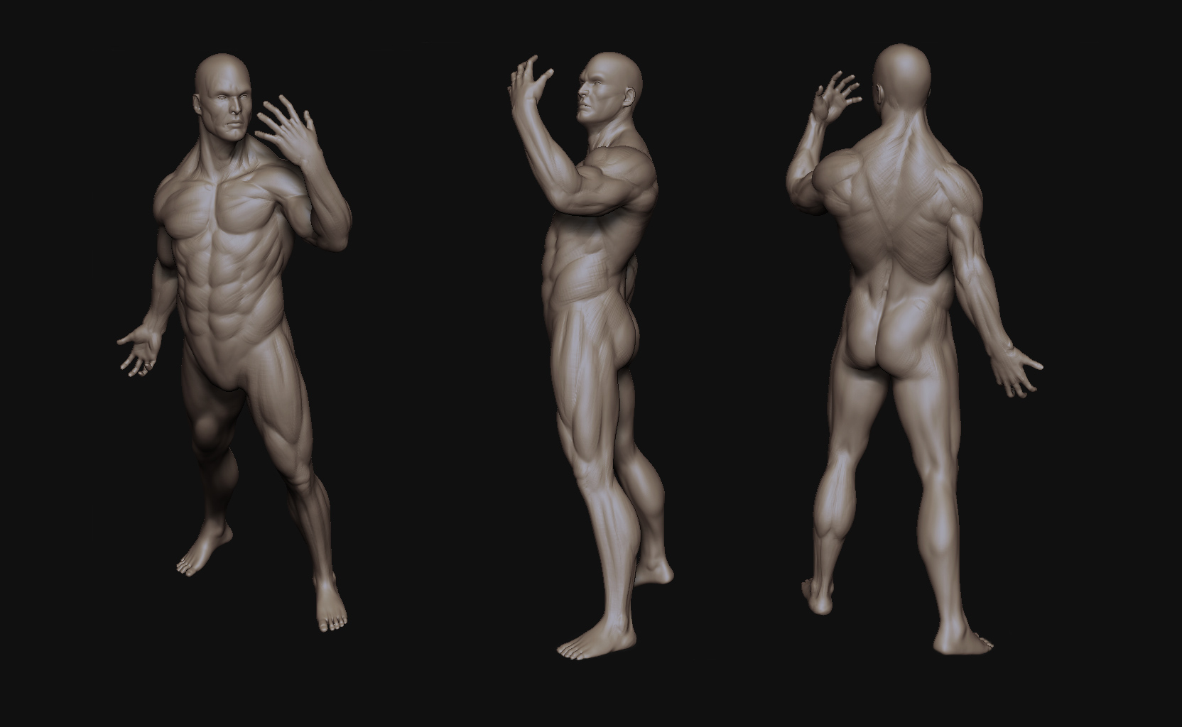 anatomywip.jpg