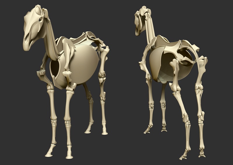 horse_skeleton11.jpg