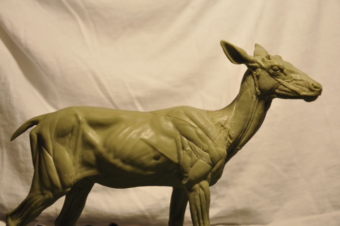 DEER_CLOSEUP2_1.jpg