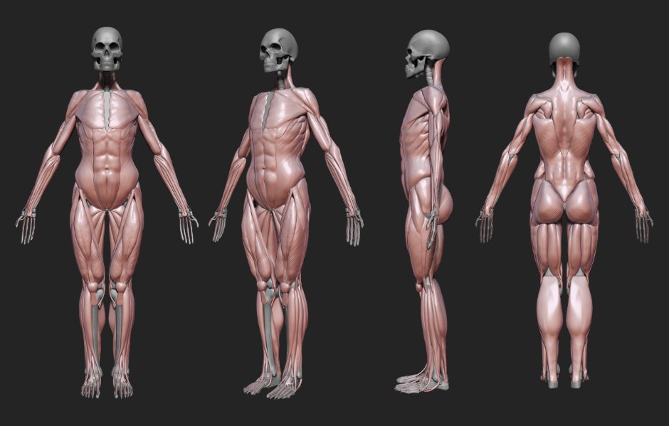 BodyNoface.jpeg