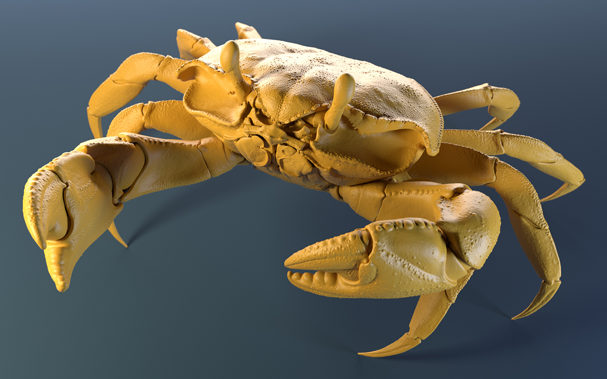 Crab_Yellow_Clay_Shot_03.jpg