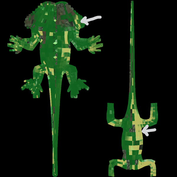 iguana_a4_color1.jpg