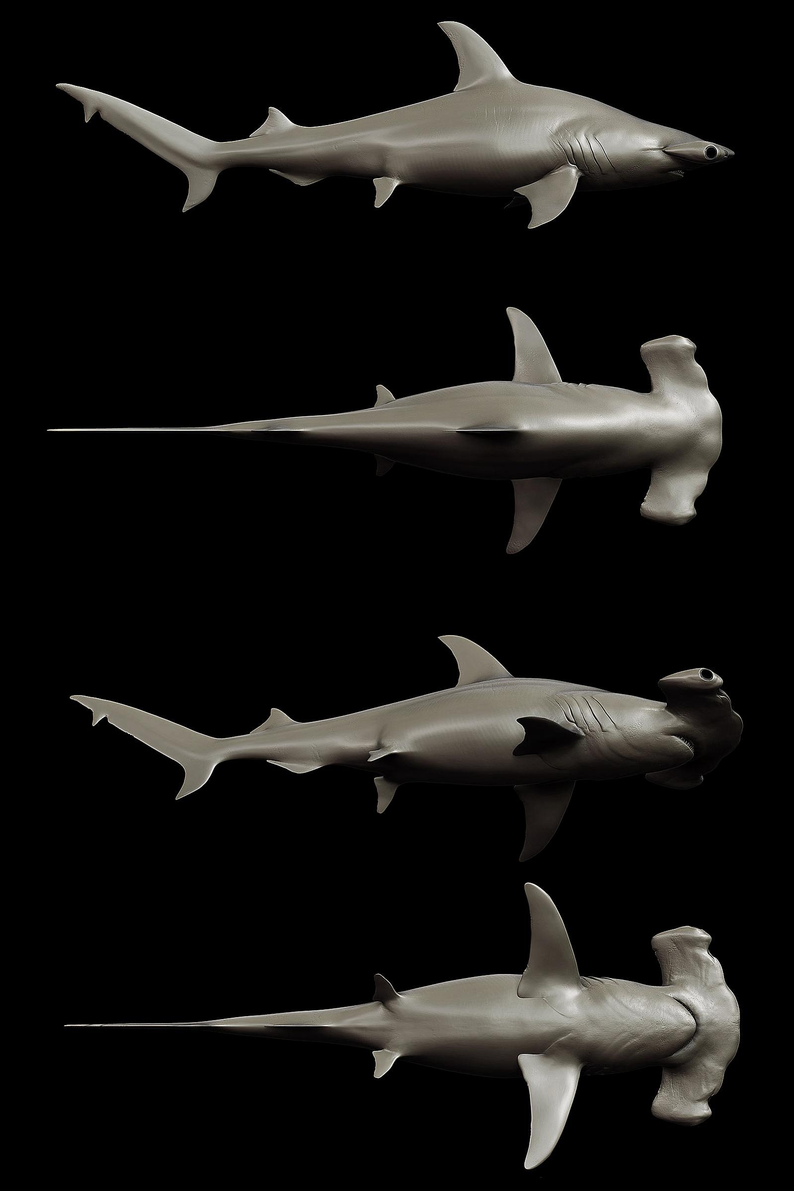 %5BZBrush%5D-HammerHead-Shark---Sphyrna-mokarran.jpg