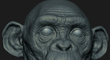 chimp tumb.jpg