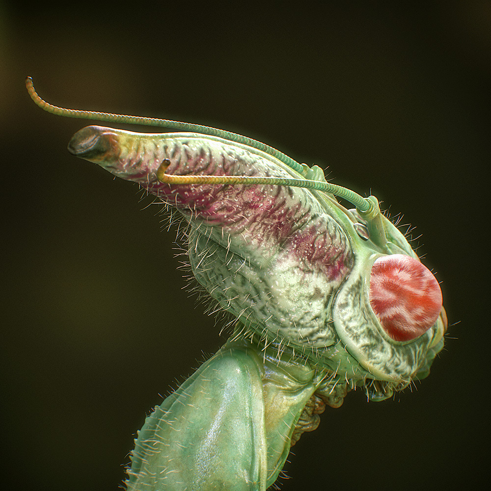 Idolomantis-Diabolica_04.jpg