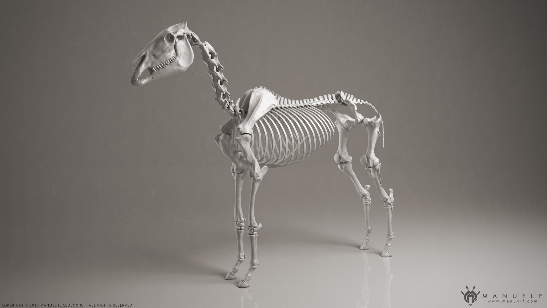 manuelf3d_Horse_Skeleton_3D_BeautyRender.jpg