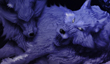 WOLF_43.jpg