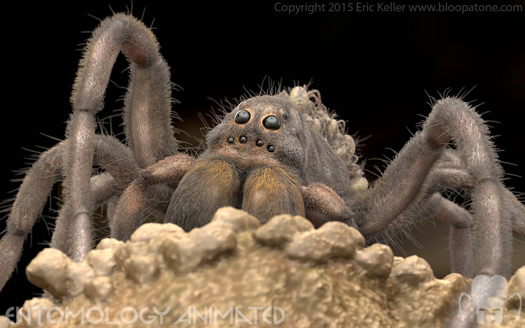 keller_wolfSpider_keyshotRender002.jpg
