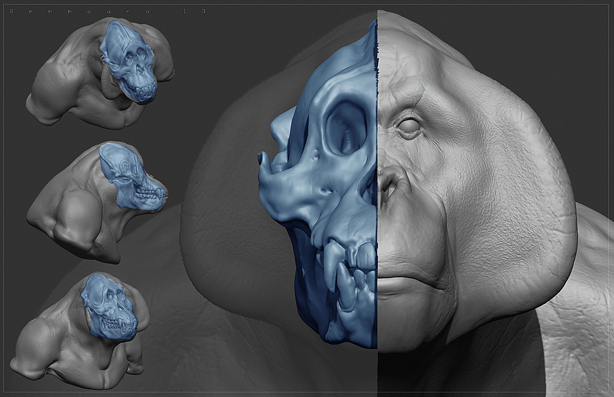 Primate_07b_BM.jpg