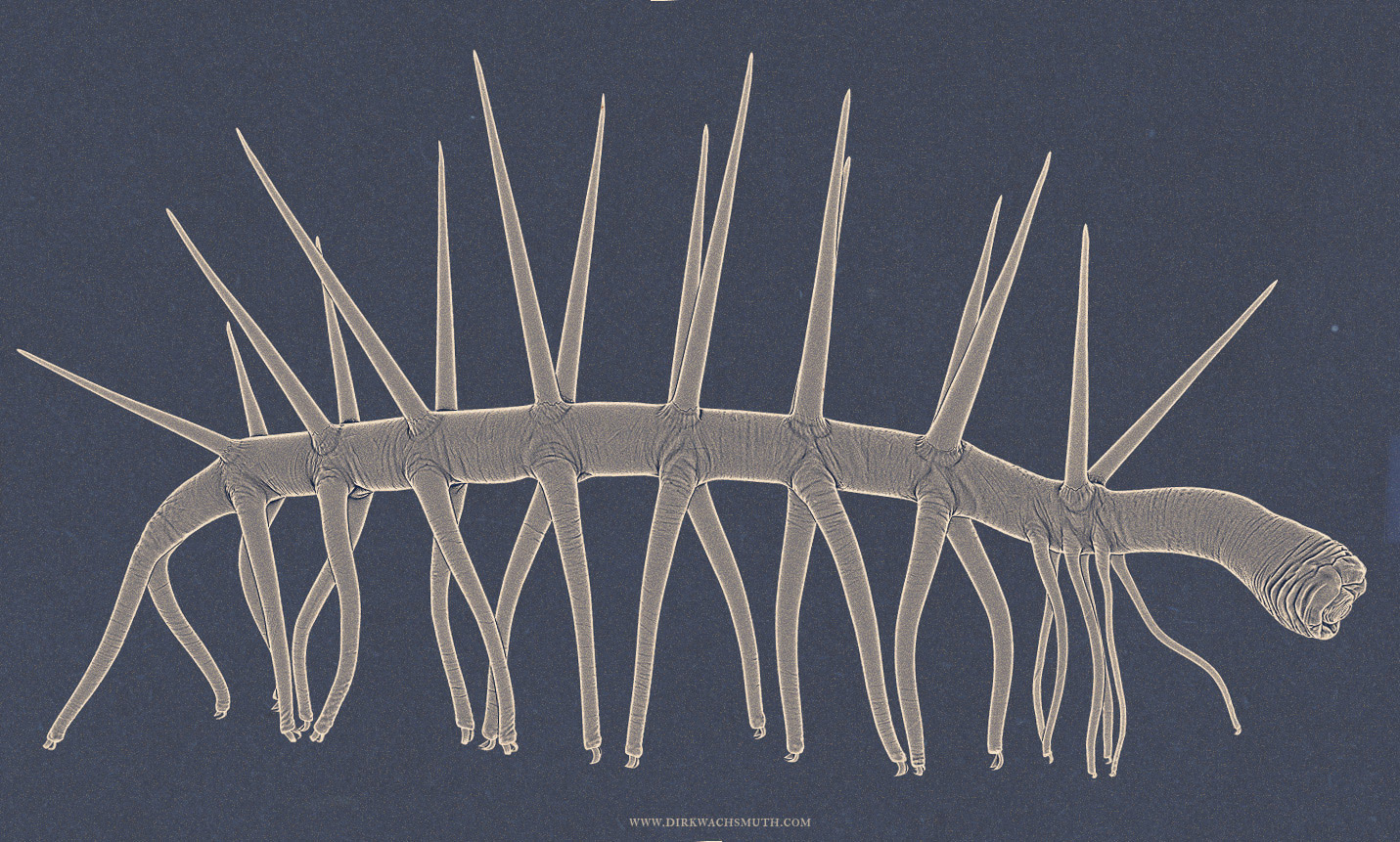 hallucigenia_illustration_03__by_dirk_wachsmuth_sg.jpg